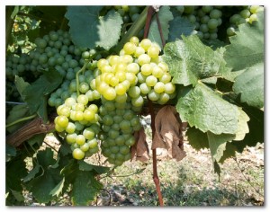 verdicchio_grape