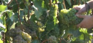 pecorino_grapes